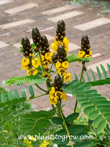 Popcorn Cassia (Senna didymobotrya) 
The raceme of yellow flowers features dark buds at the top. The florets bloom from the bottom to the top.